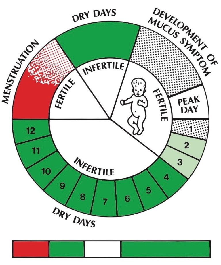 Avoiding Pregnancy The Creighton Model Education Foundation INC 